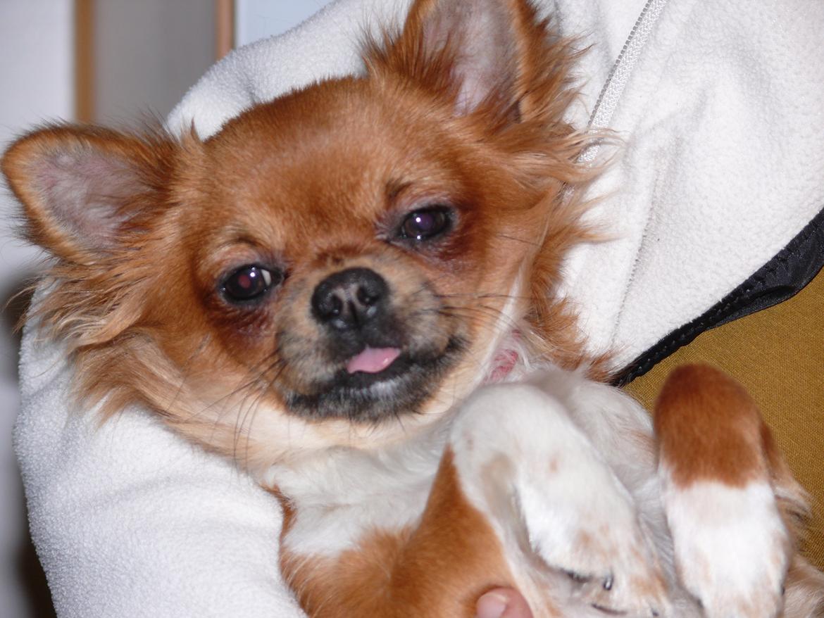 Chihuahua Nicky (Unique) billede 1