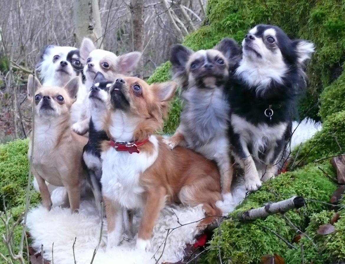 Chihuahua Nicky (Unique) billede 2