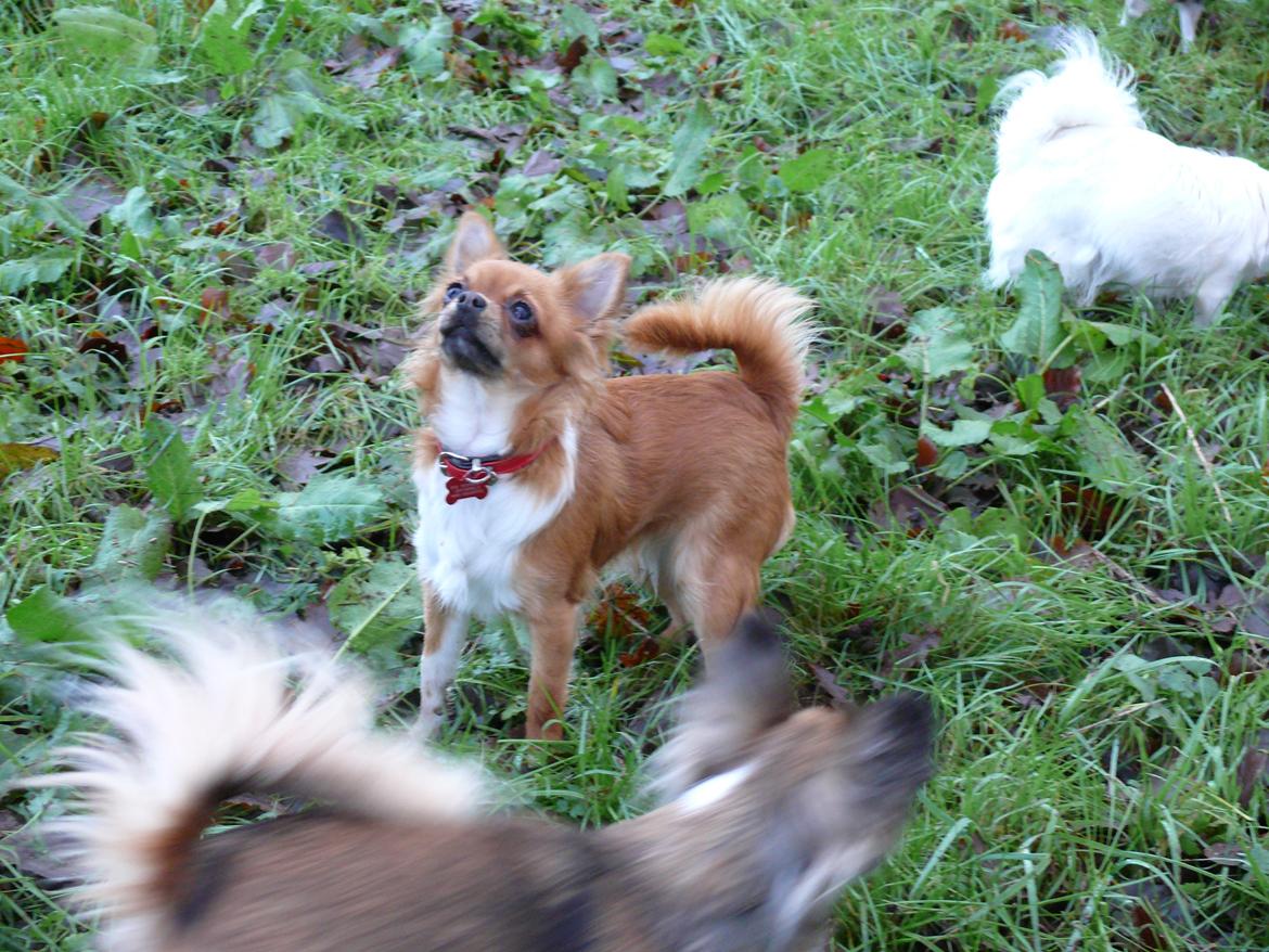 Chihuahua Nicky (Unique) billede 3