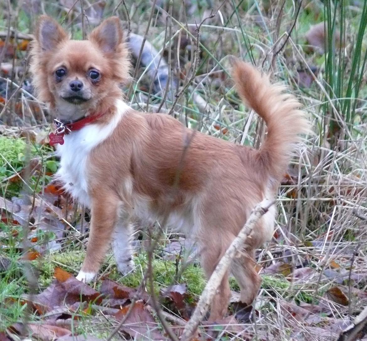 Chihuahua Nicky (Unique) billede 5