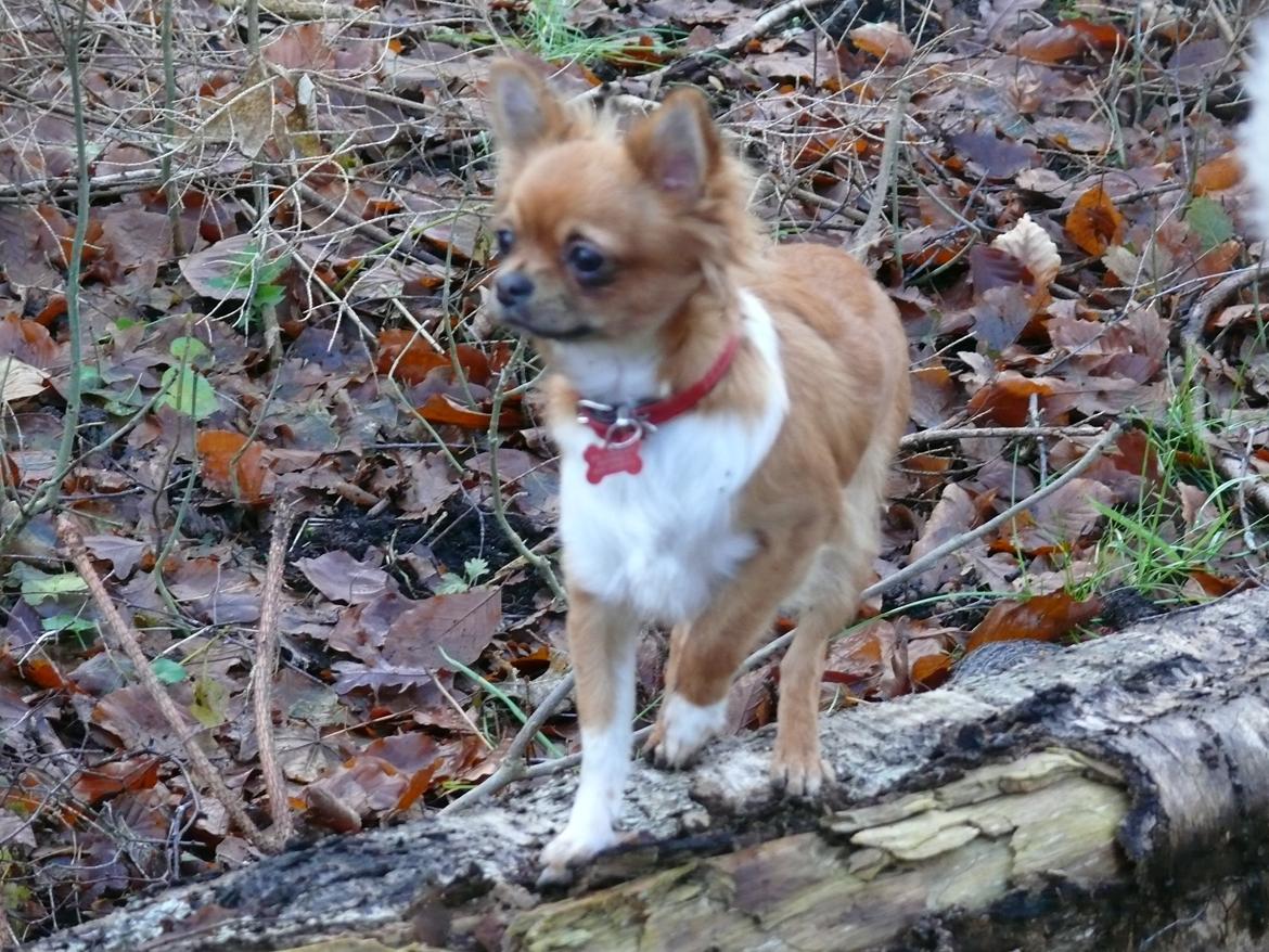 Chihuahua Nicky (Unique) billede 4