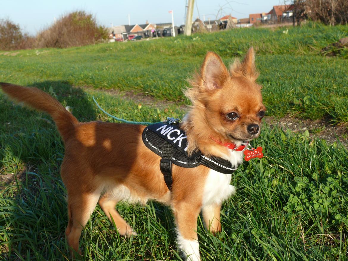 Chihuahua Nicky (Unique) billede 6