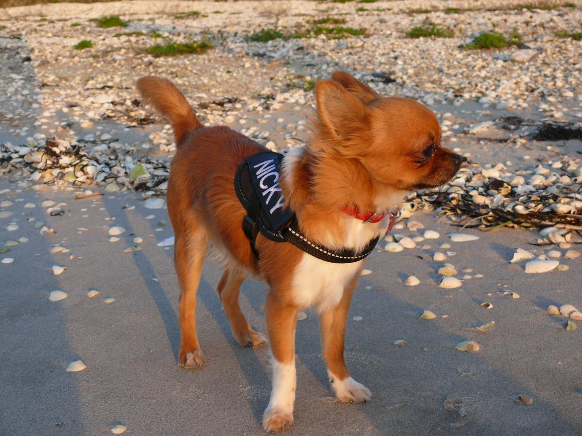 Chihuahua Nicky (Unique) billede 7
