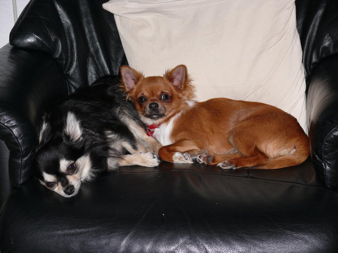 Chihuahua Nicky (Unique) billede 8