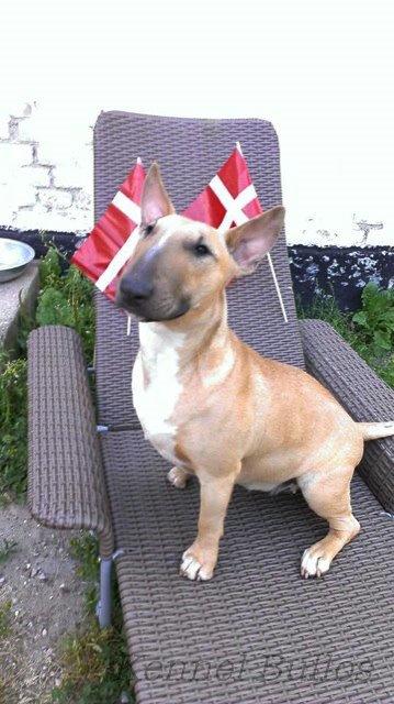 Bullterrier Litchi billede 23