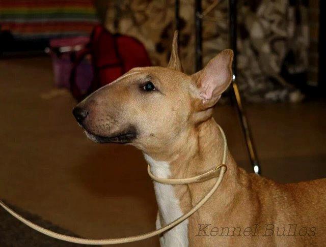 Bullterrier Litchi billede 8