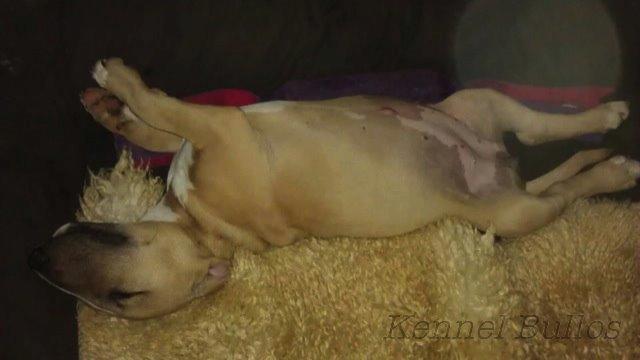 Bullterrier Litchi billede 24