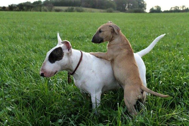 Bullterrier Litchi billede 25