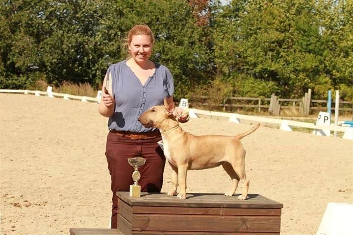 Bullterrier Litchi billede 6