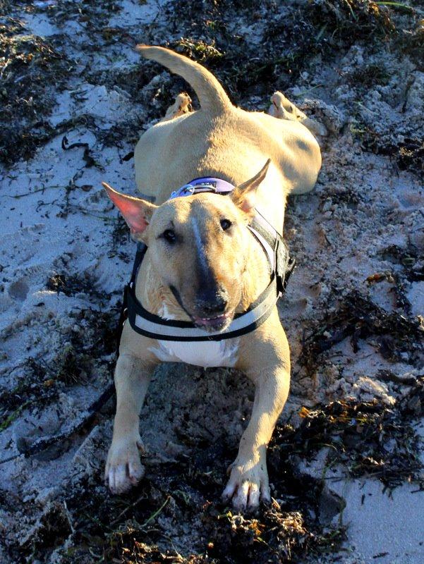 Bullterrier Litchi billede 27