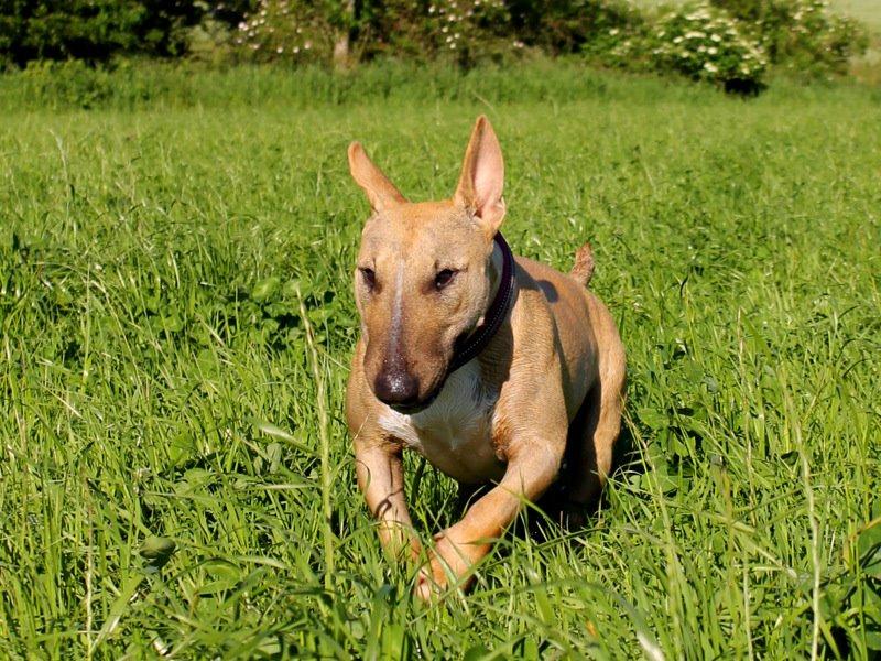 Bullterrier Litchi billede 29