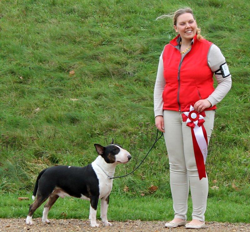 Bullterrier Bullos Agile Runner Casey by Disney billede 22