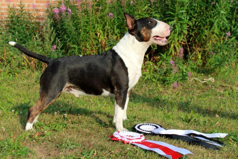 Bullterrier Bullos Agile Runner Casey by Disney billede 1