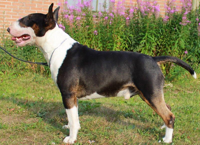 Bullterrier Bullos Agile Runner Casey by Disney billede 2