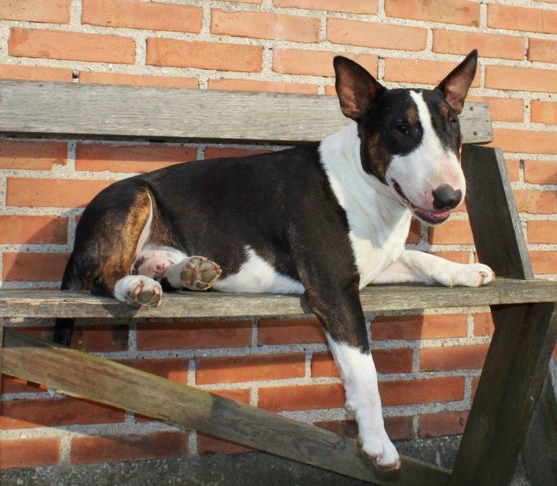 Bullterrier Bullos Agile Runner Casey by Disney billede 24