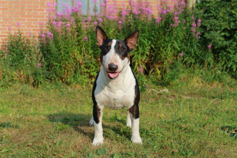 Bullterrier Bullos Agile Runner Casey by Disney billede 23