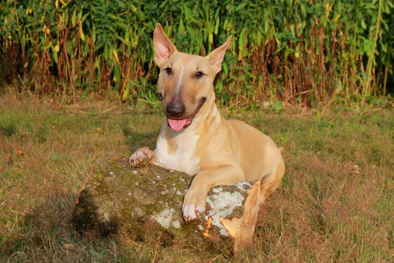 Bullterrier Litchi billede 3