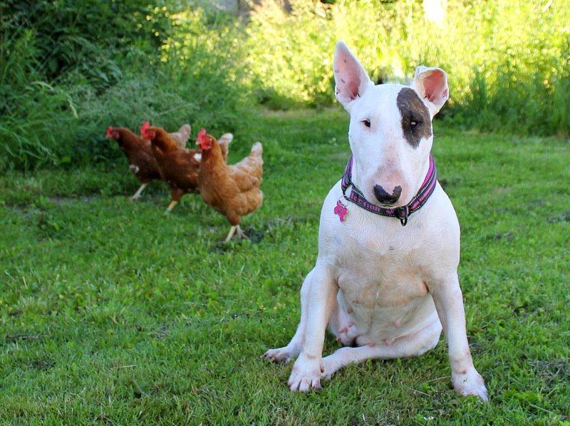 Bullterrier WB's Adorable Disney billede 1