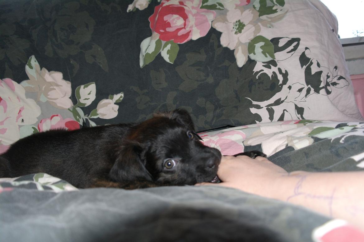 Blanding af racer Lilla billede 19