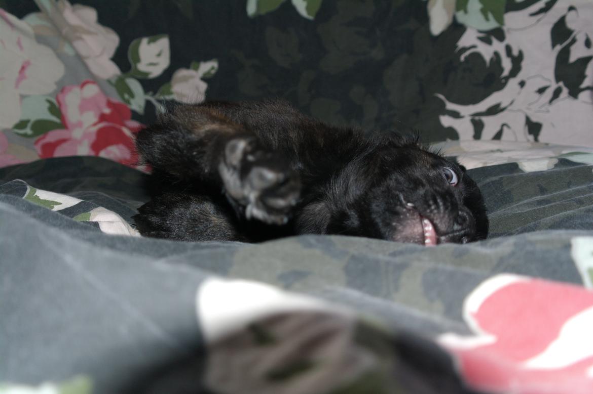 Blanding af racer Lilla billede 5