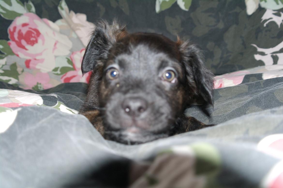 Blanding af racer Lilla billede 20