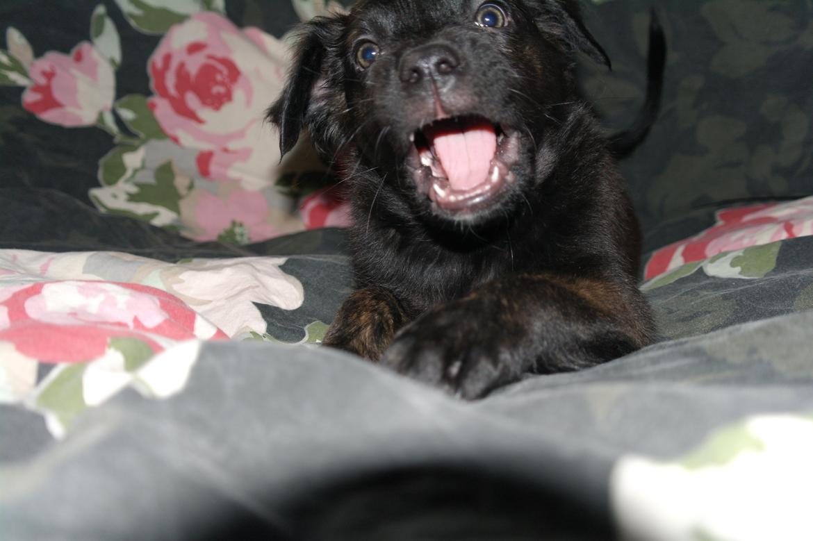 Blanding af racer Lilla billede 14