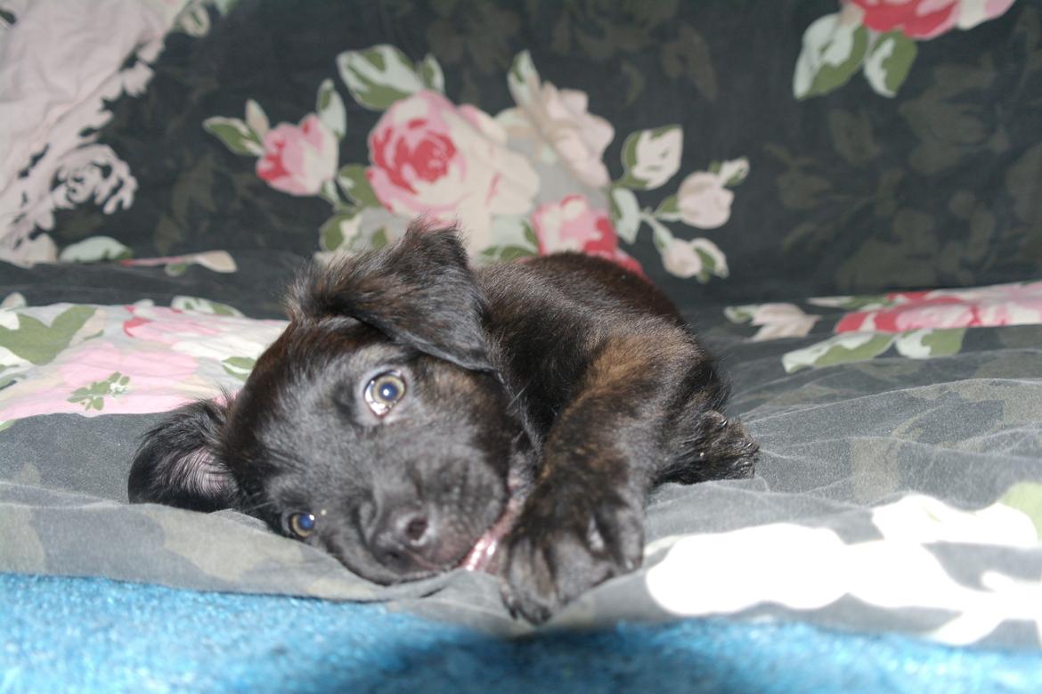 Blanding af racer Lilla billede 25