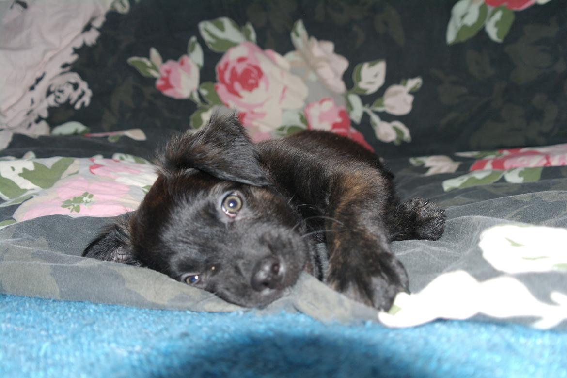 Blanding af racer Lilla billede 15