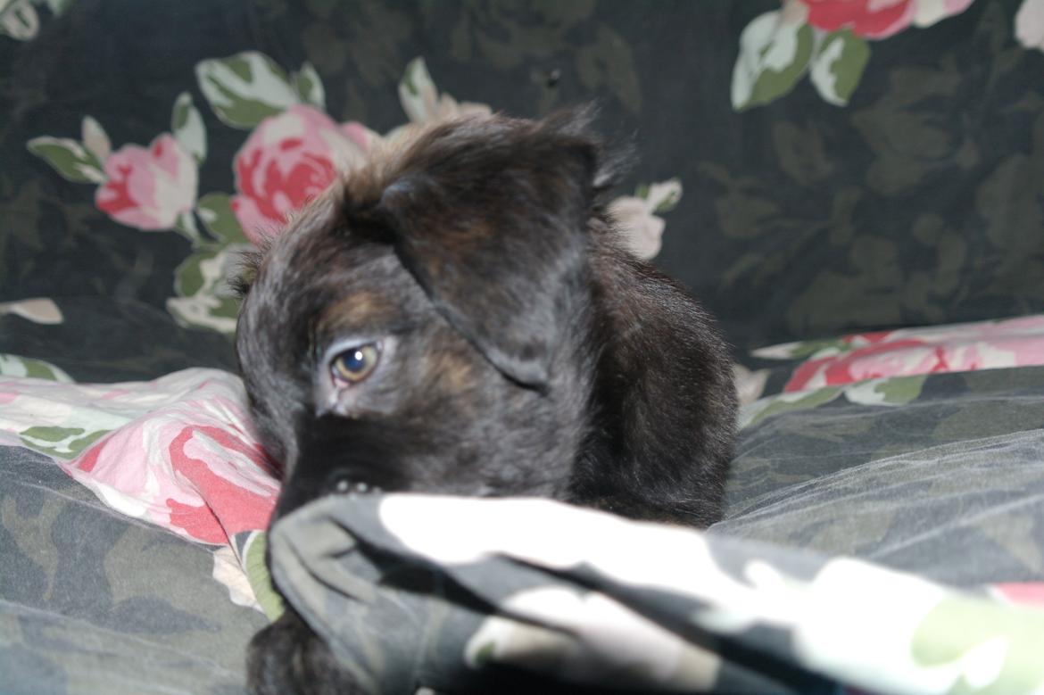 Blanding af racer Lilla billede 23