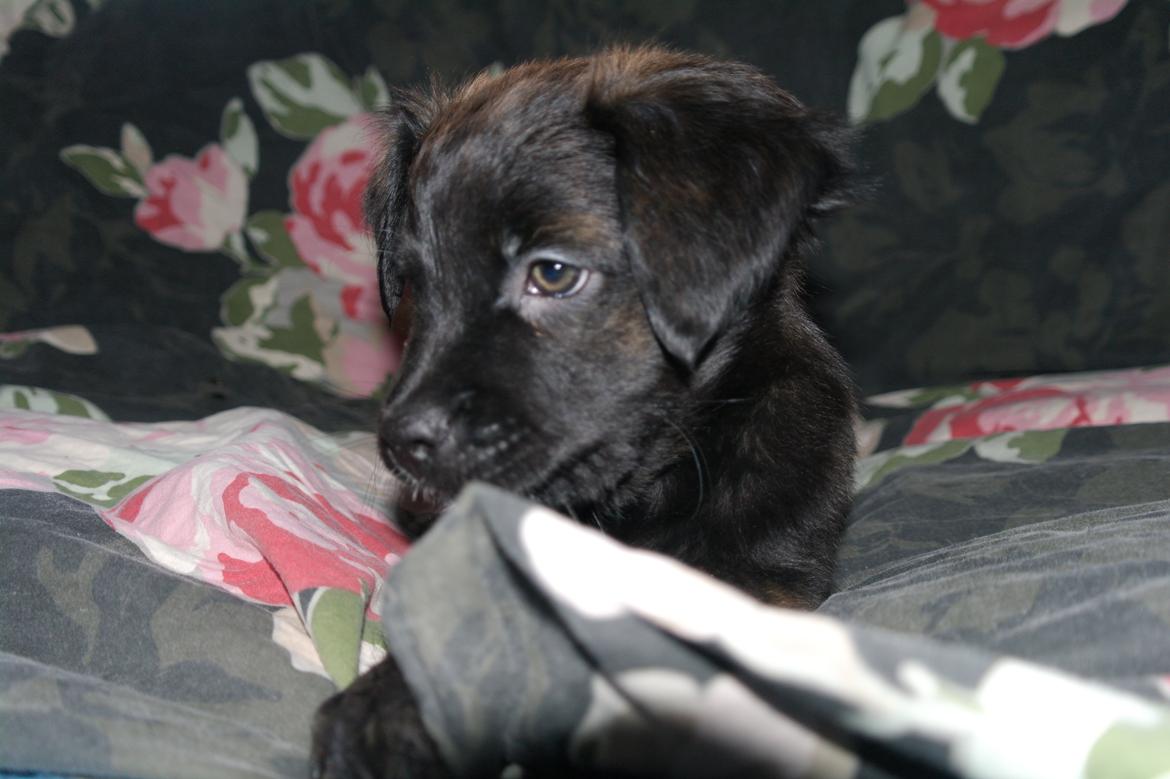 Blanding af racer Lilla billede 27