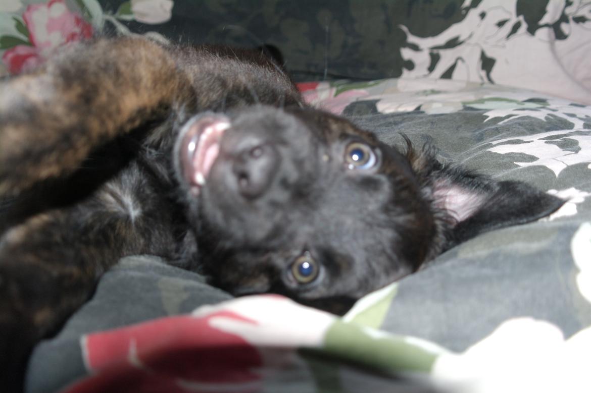 Blanding af racer Lilla billede 30