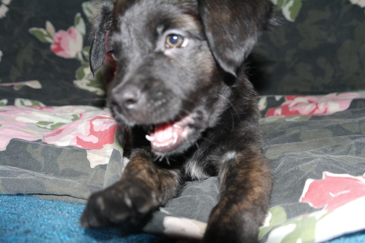 Blanding af racer Lilla billede 33