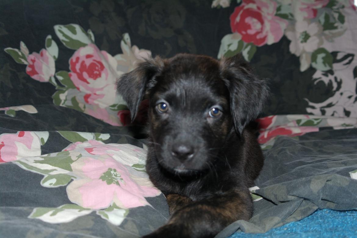 Blanding af racer Lilla billede 9