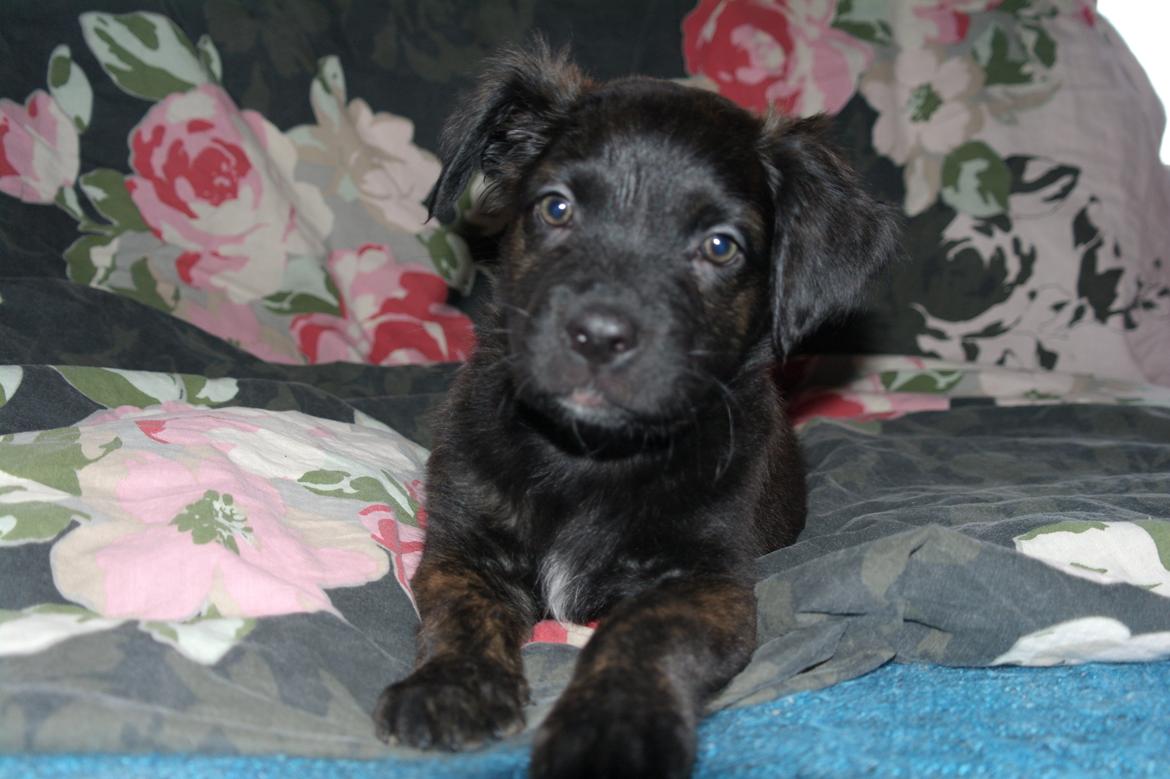 Blanding af racer Lilla billede 17