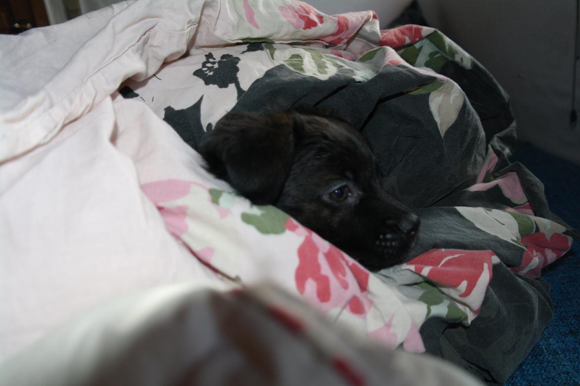 Blanding af racer Lilla billede 41