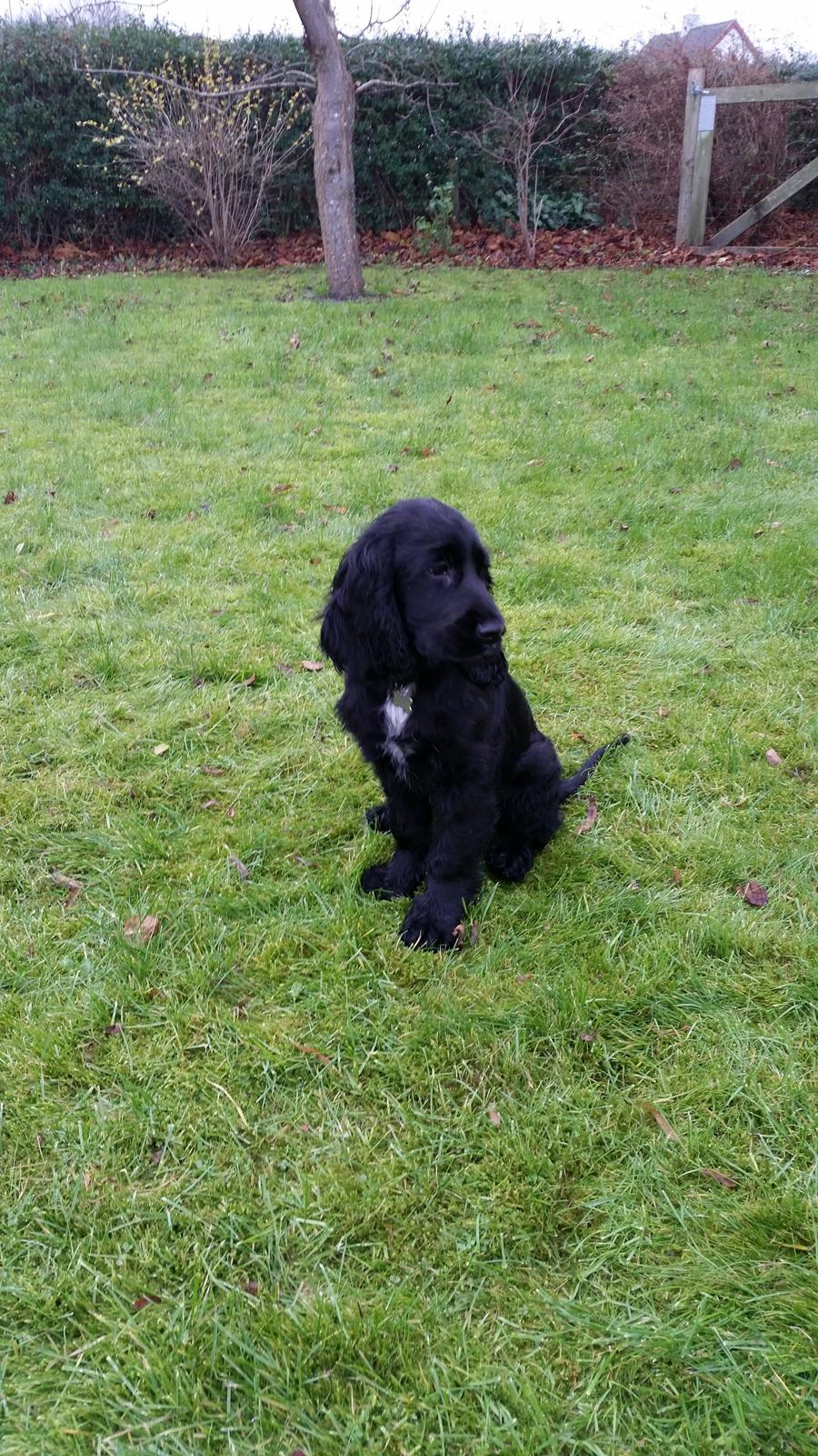 Cocker spaniel Cato billede 1