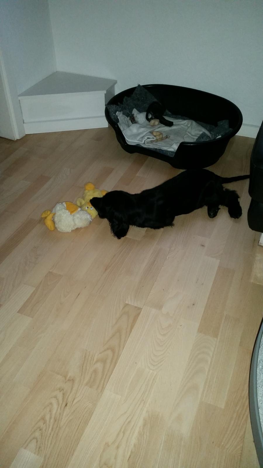 Cocker spaniel Cato billede 2