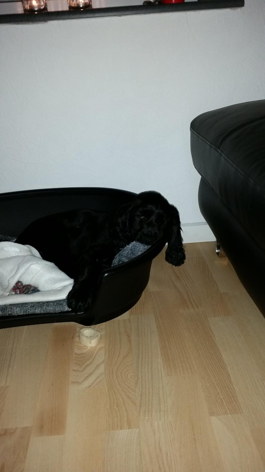 Cocker spaniel Cato billede 3