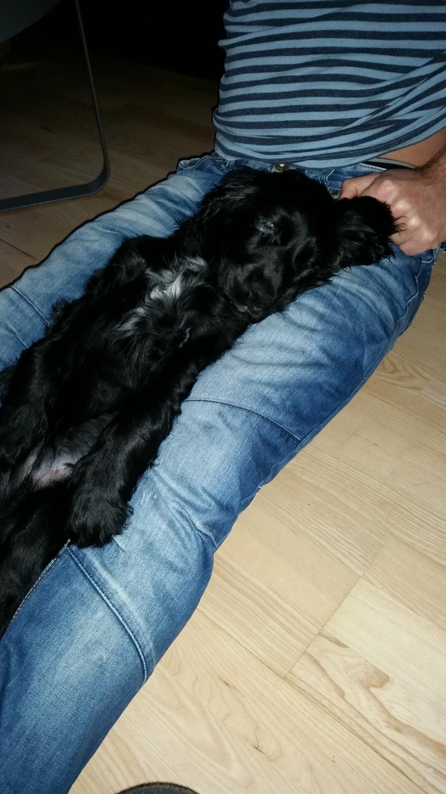 Cocker spaniel Cato billede 5