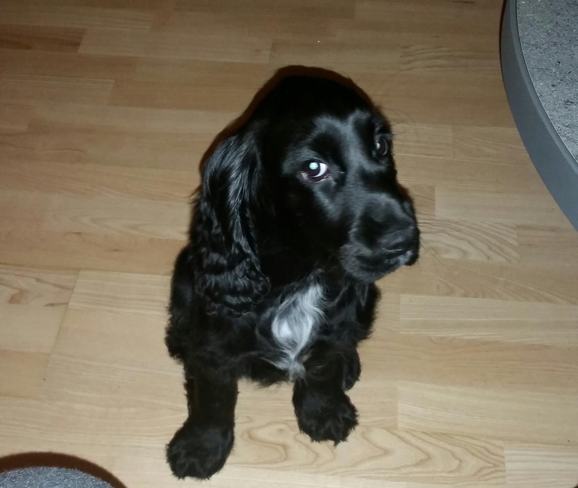 Cocker spaniel Cato billede 6