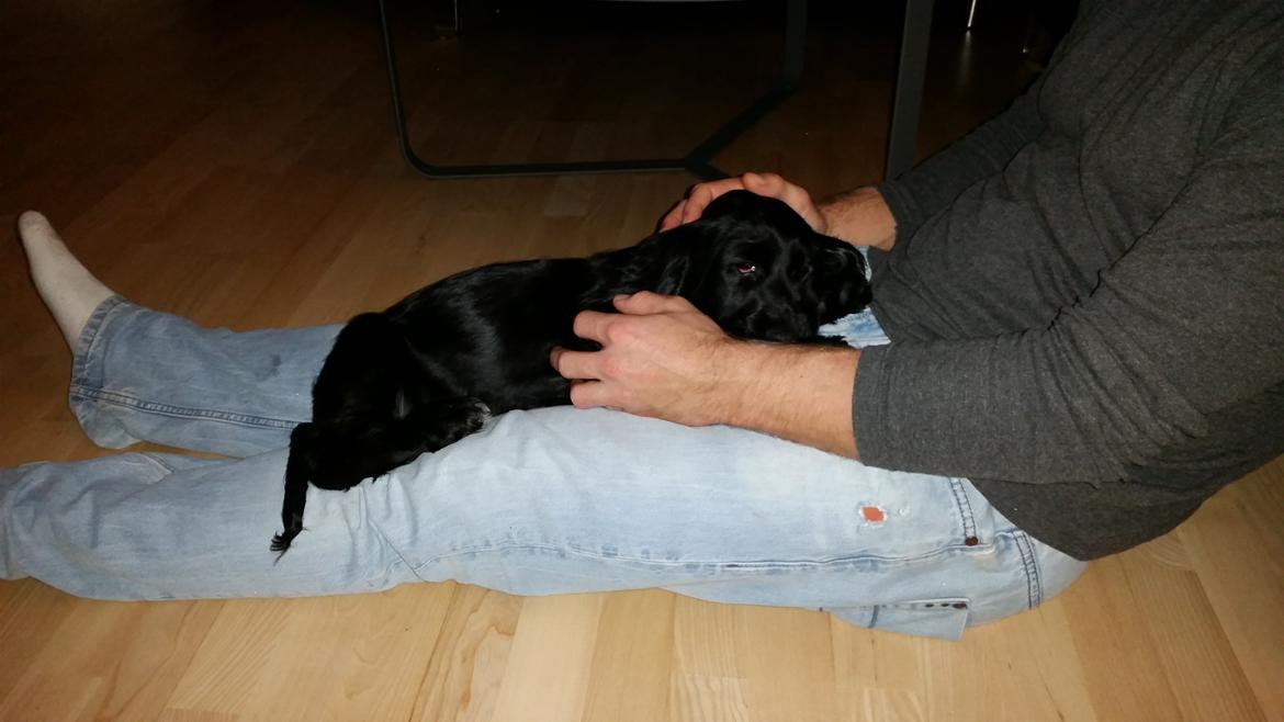 Cocker spaniel Cato billede 7