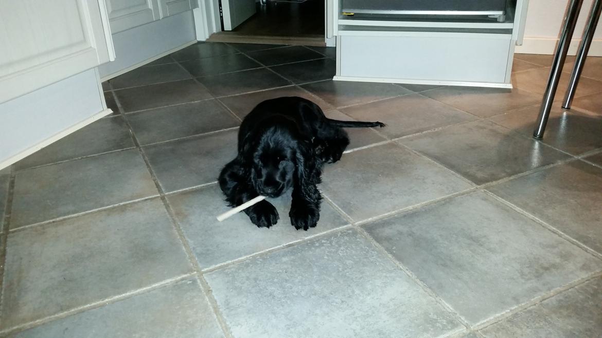 Cocker spaniel Cato billede 8