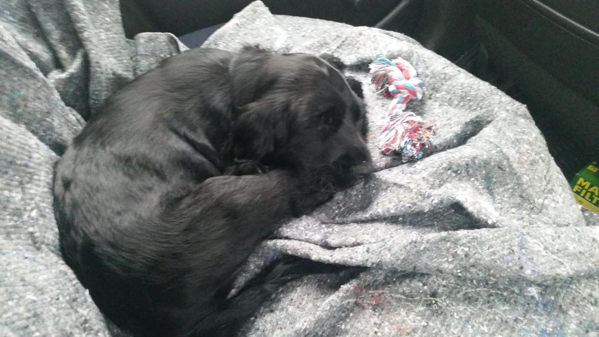 Cocker spaniel Cato billede 9