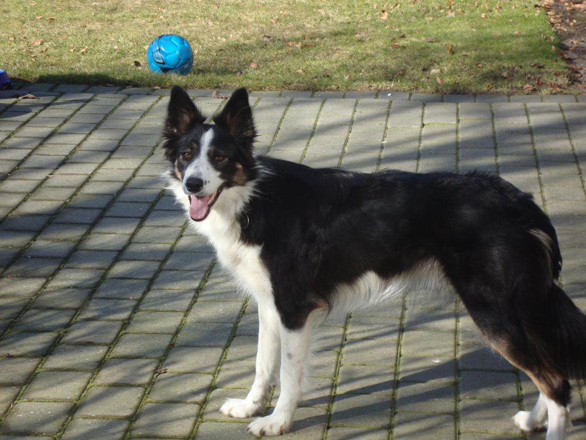 Border collie Laika - Laika nyder livet..  :-)  billede 10