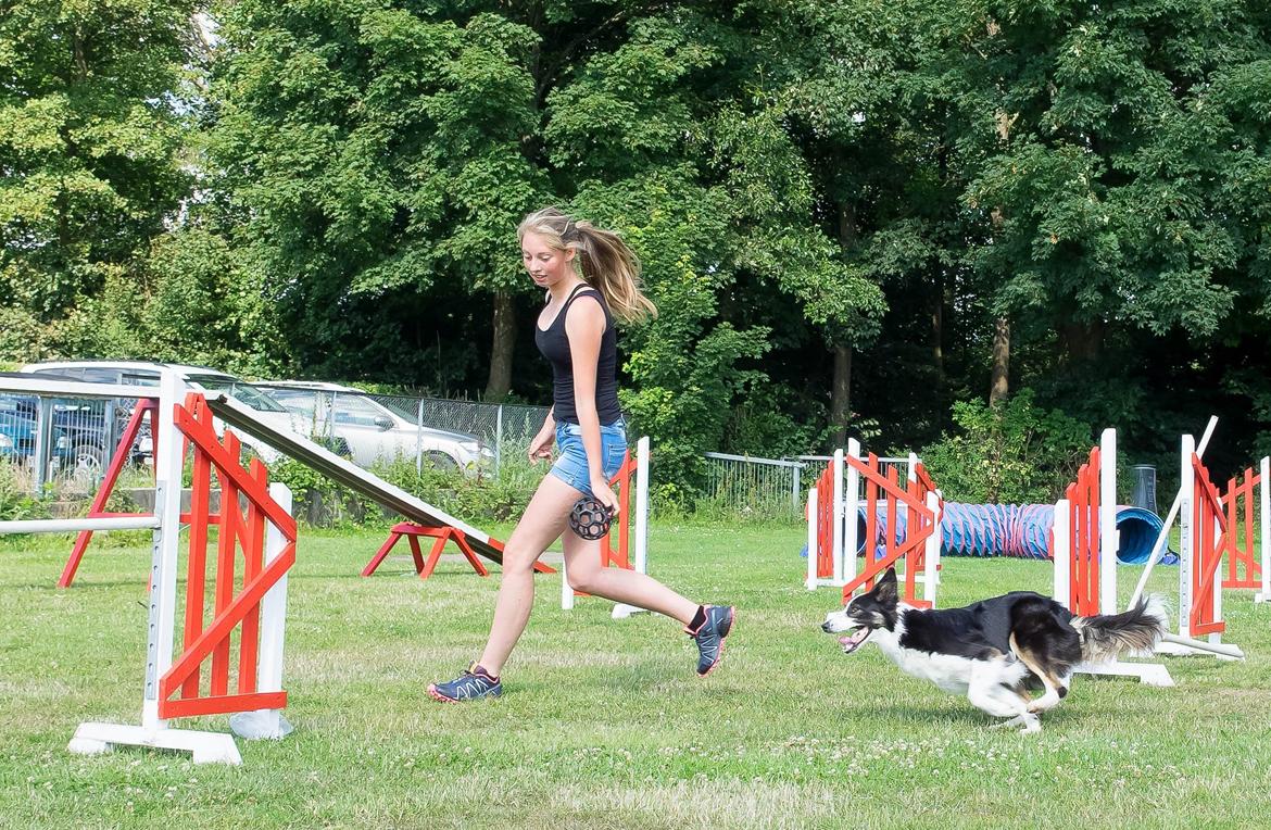 Border collie Laika - I spurt! ;-) billede 20