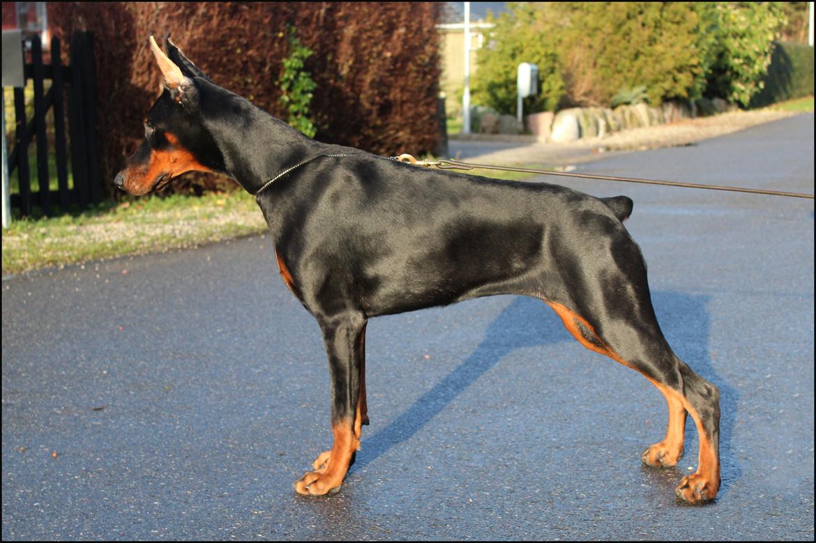 Dobermann Tahi-reme Nadya Nikita billede 16