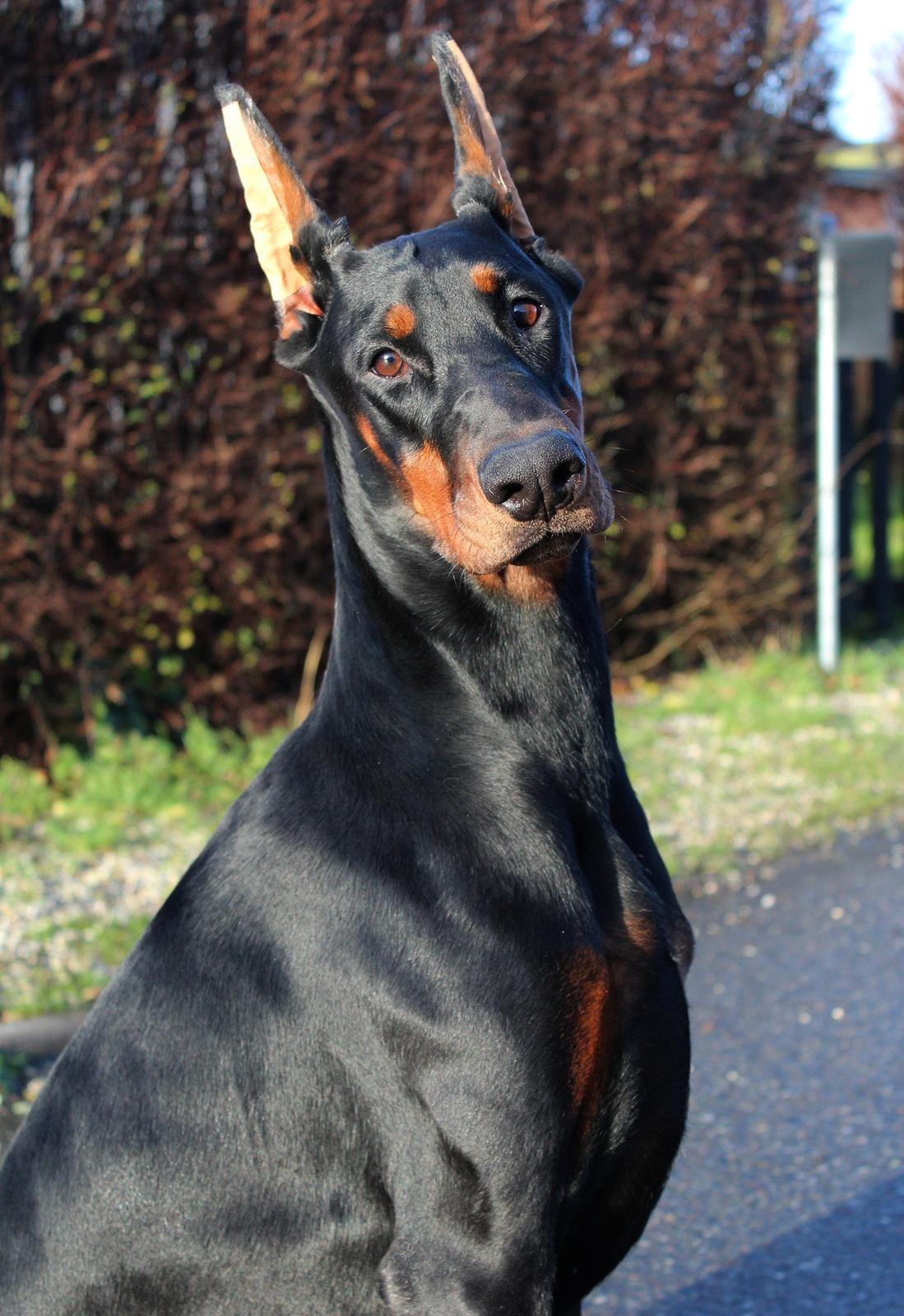 Dobermann Tahi-reme Nadya Nikita billede 13