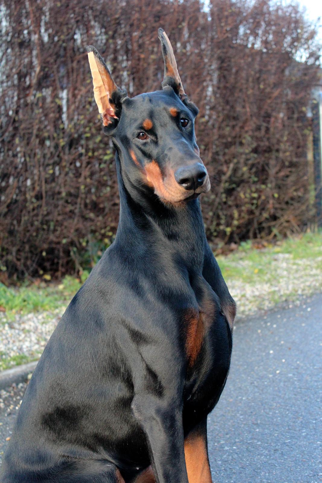 Dobermann Tahi-reme Nadya Nikita billede 15