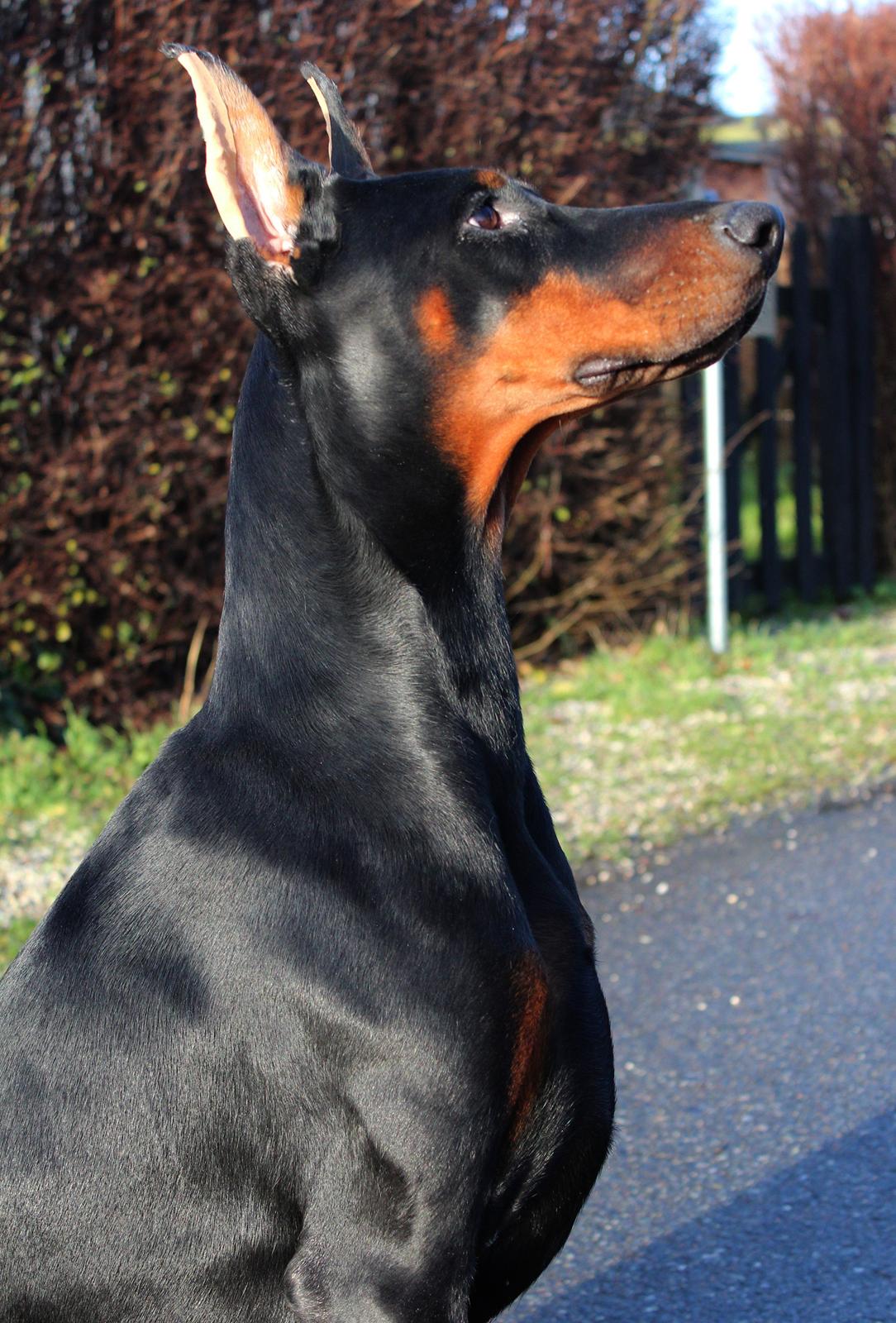 Dobermann Tahi-reme Nadya Nikita billede 14