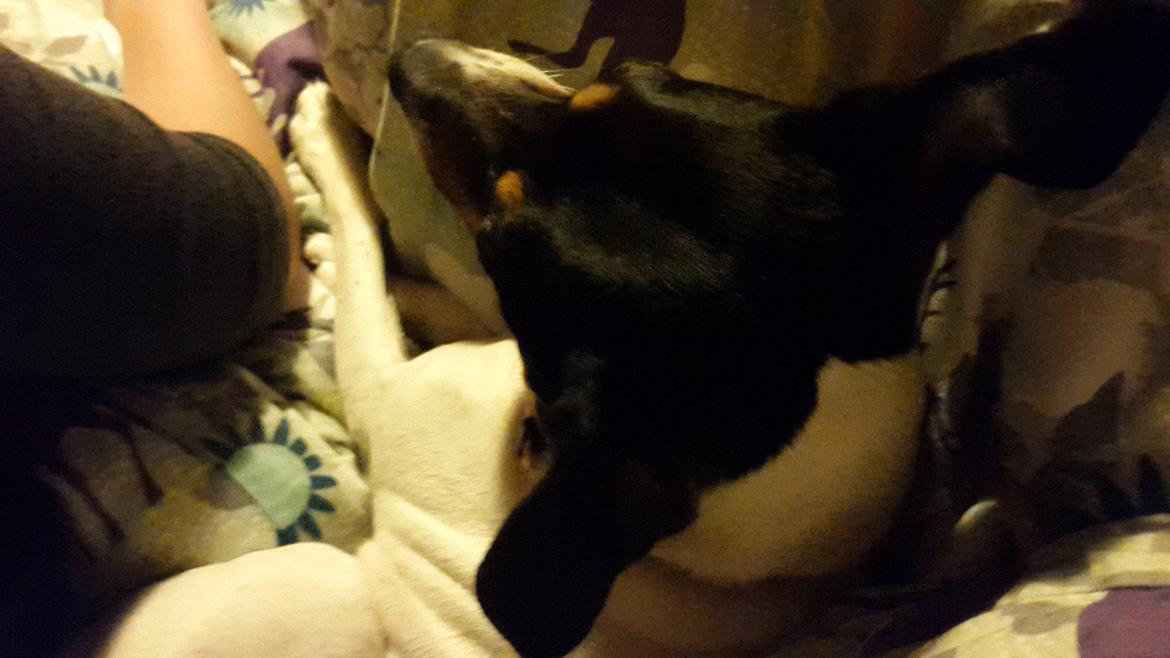 Dansk svensk gaardhund fede Fie  billede 26